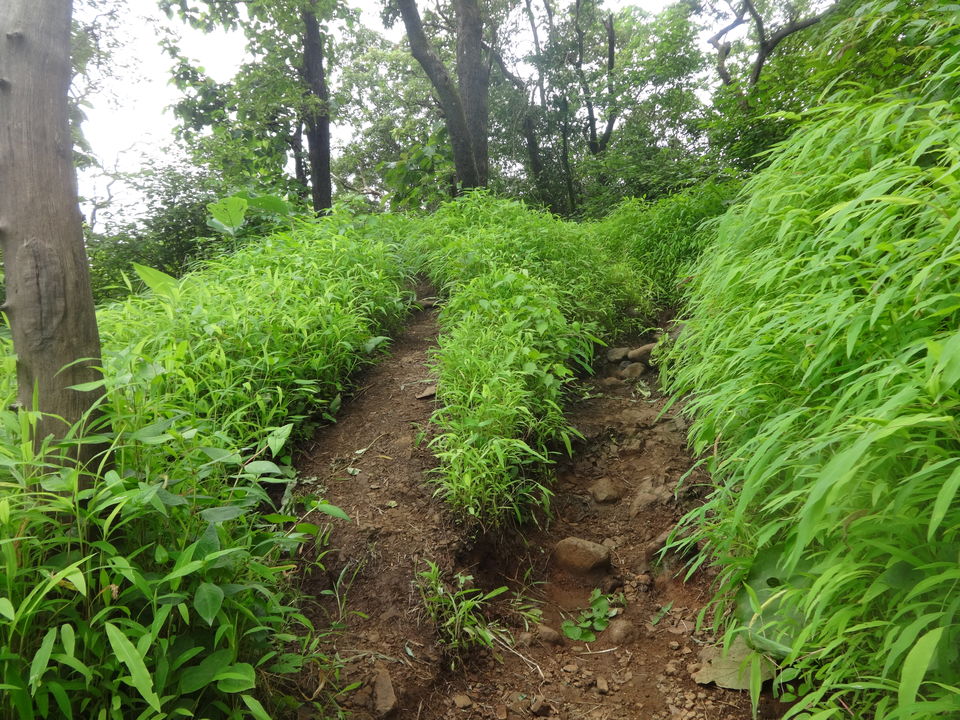Photo of Karnala fort & bird sanctuary Jungle trek by PANKAJ KUMAR