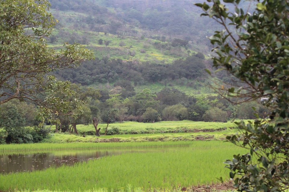 Photo of A walk in The Mountain:Trek to Harishchandragad via Nalichi Vaat. 32/70 by PANKAJ KUMAR