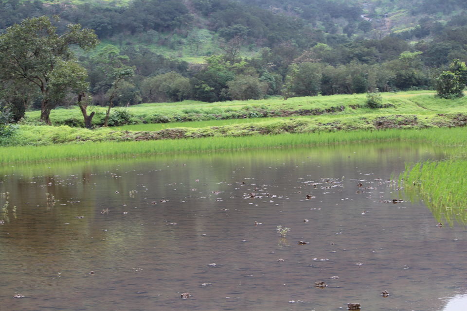 Photo of A walk in The Mountain:Trek to Harishchandragad via Nalichi Vaat. 34/70 by PANKAJ KUMAR