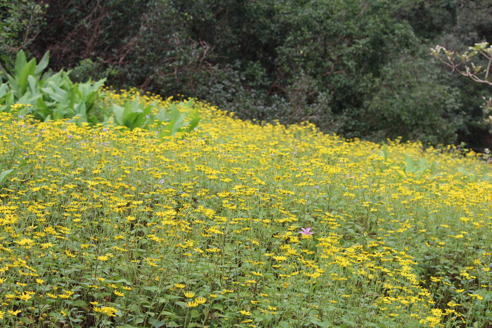 Photo of A walk in The Mountain:Trek to Harishchandragad via Nalichi Vaat. 37/70 by PANKAJ KUMAR