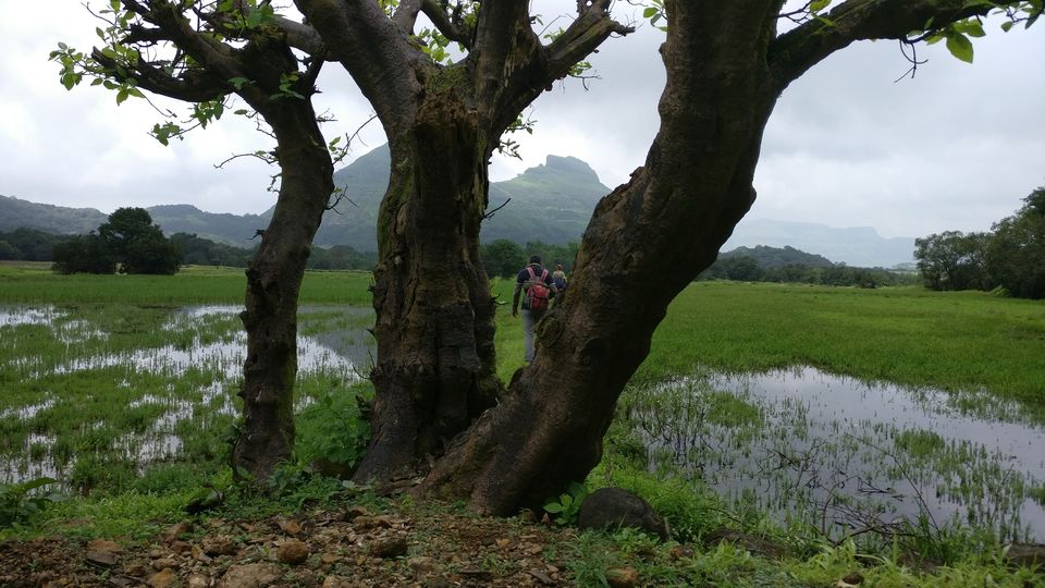 Photo of A walk in The Mountain:Trek to Harishchandragad via Nalichi Vaat. 40/70 by PANKAJ KUMAR