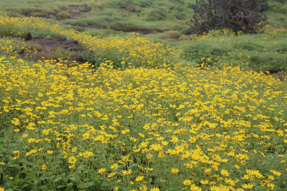 Photo of A walk in The Mountain:Trek to Harishchandragad via Nalichi Vaat. 51/70 by PANKAJ KUMAR
