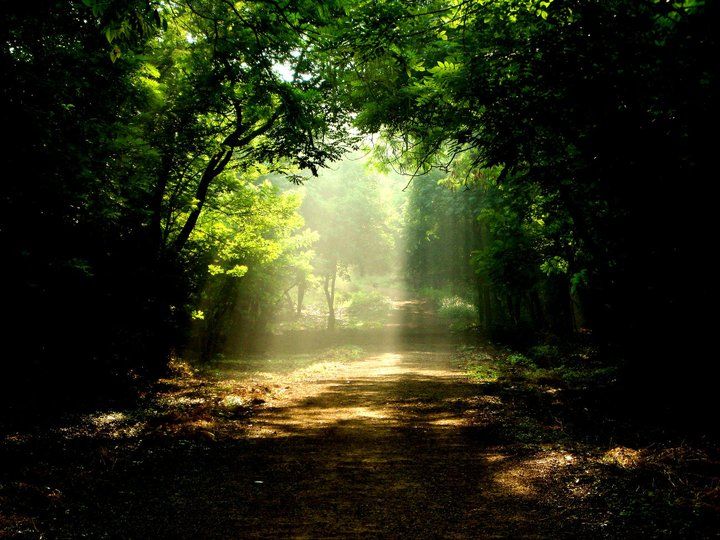 Photo of Taljai Forest Area, Pune, Maharashtra, India by PANKAJ KUMAR