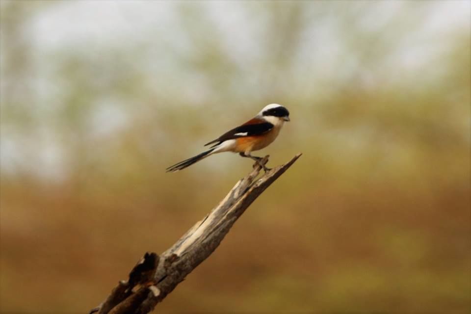 Photo of Mayureshwar Wildlife Sanctuary, Kutwalwadi, Maharashtra, India by PANKAJ KUMAR