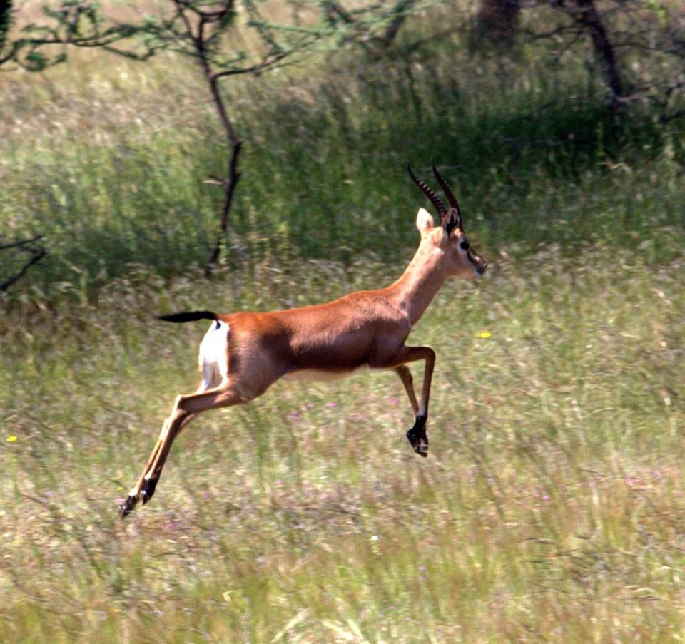 Photo of Mayureshwar Wildlife Sanctuary, Kutwalwadi, Maharashtra, India by PANKAJ KUMAR