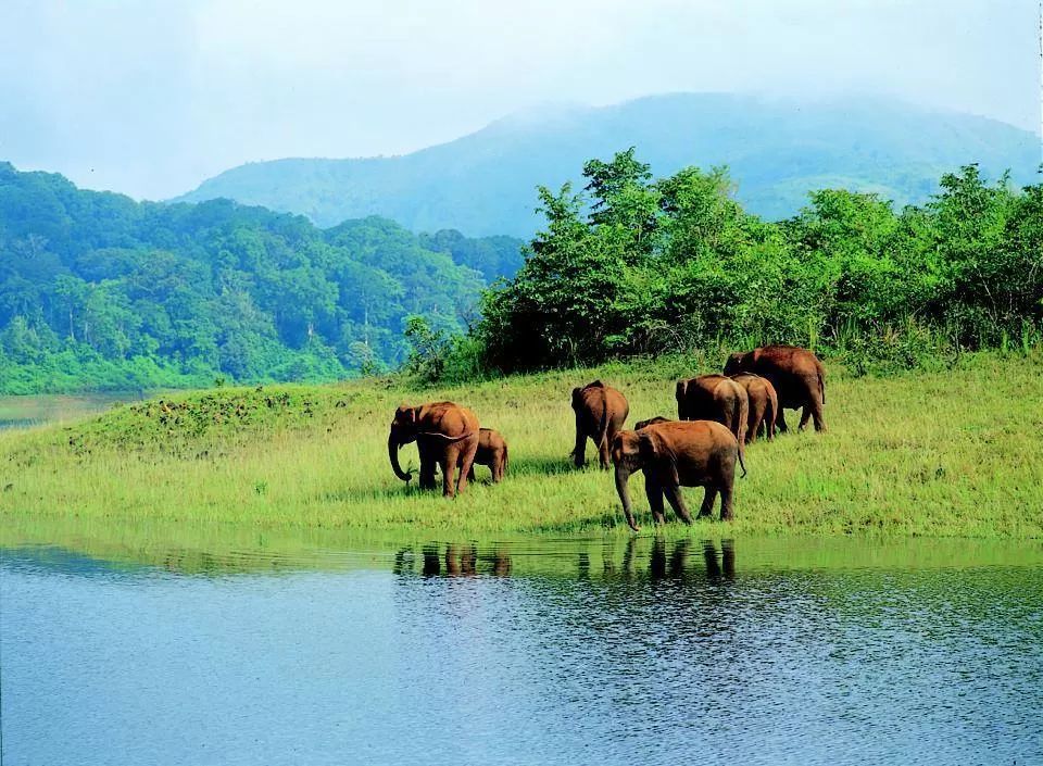 Photo of Periyar National Park, Kerala, India by PANKAJ KUMAR