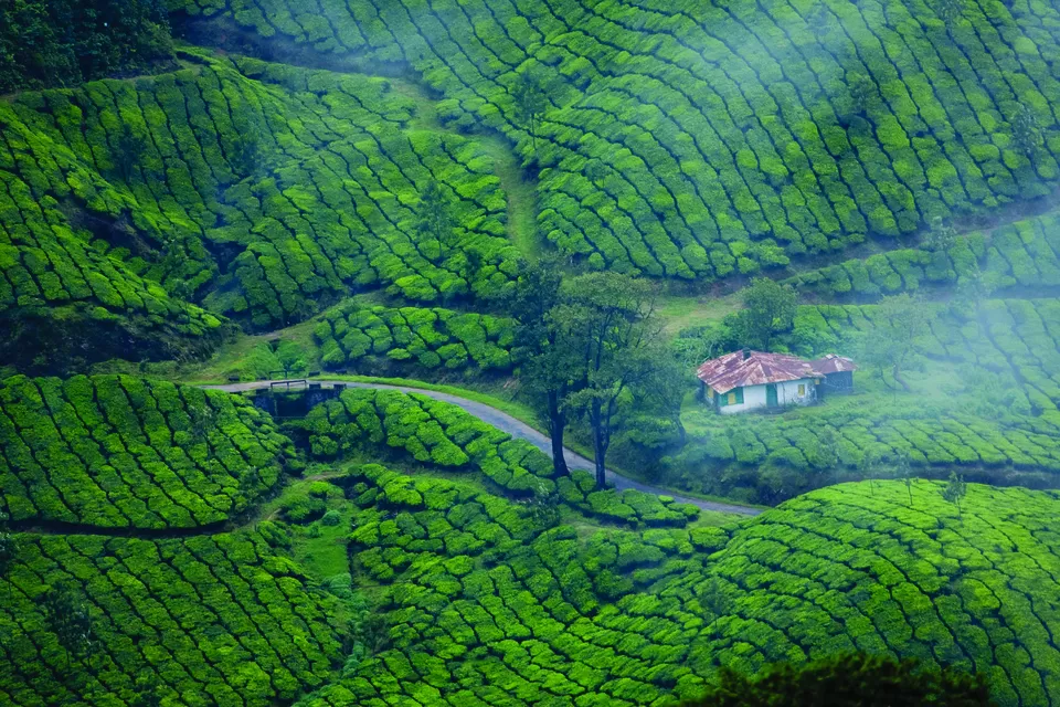 Photo of Munnar, Kerala, India by PANKAJ KUMAR