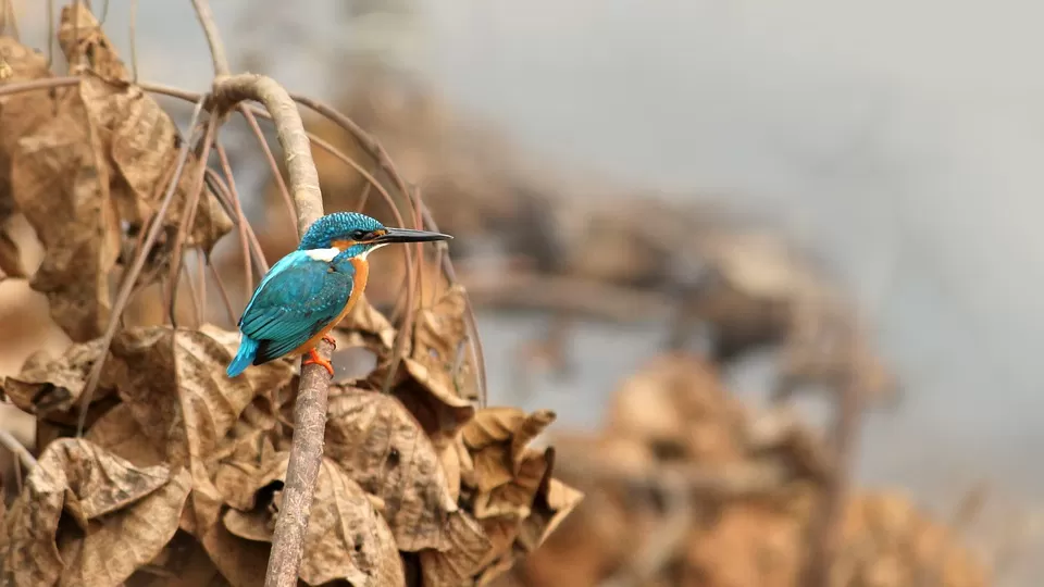 Photo of Periyar National Park, Kerala, India by PANKAJ KUMAR