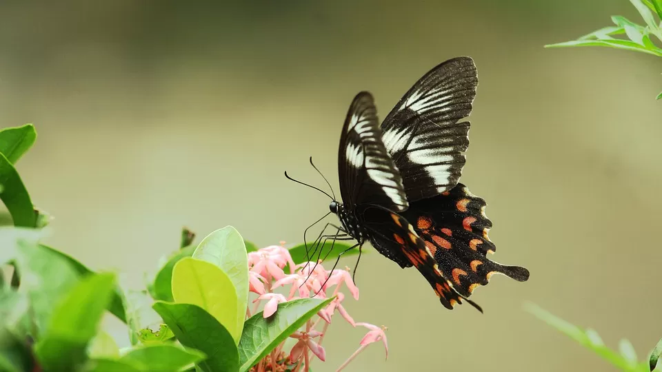 Photo of Periyar National Park, Kerala, India by PANKAJ KUMAR