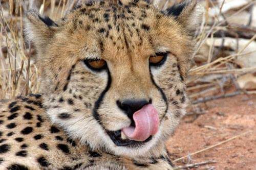 Photo of KENYA COMMUNITY EXPERIENCE AND MASAI MARA SAFARI by Dream It Do It EA Safaris