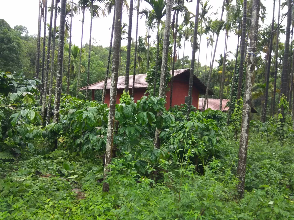 Photo of Mystique Falls Homestay, J.P Nagar, Ballupet, Sakleshpur, Karnataka, India by Nidhi Jain