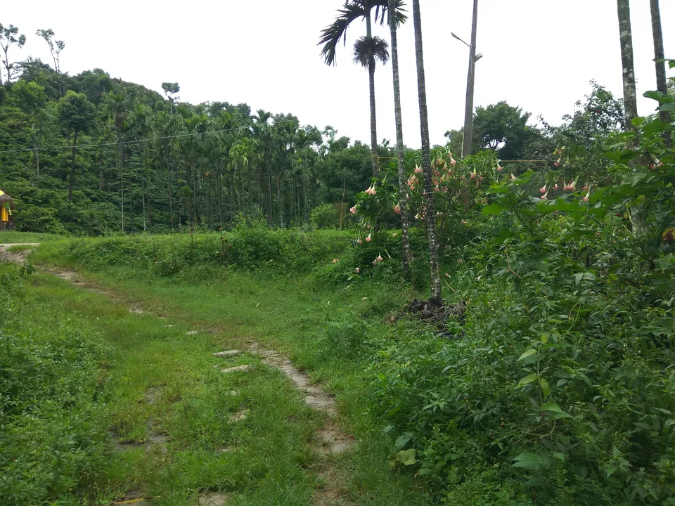 Photo of Mystique Falls Homestay, J.P Nagar, Ballupet, Sakleshpur, Karnataka, India by Nidhi Jain