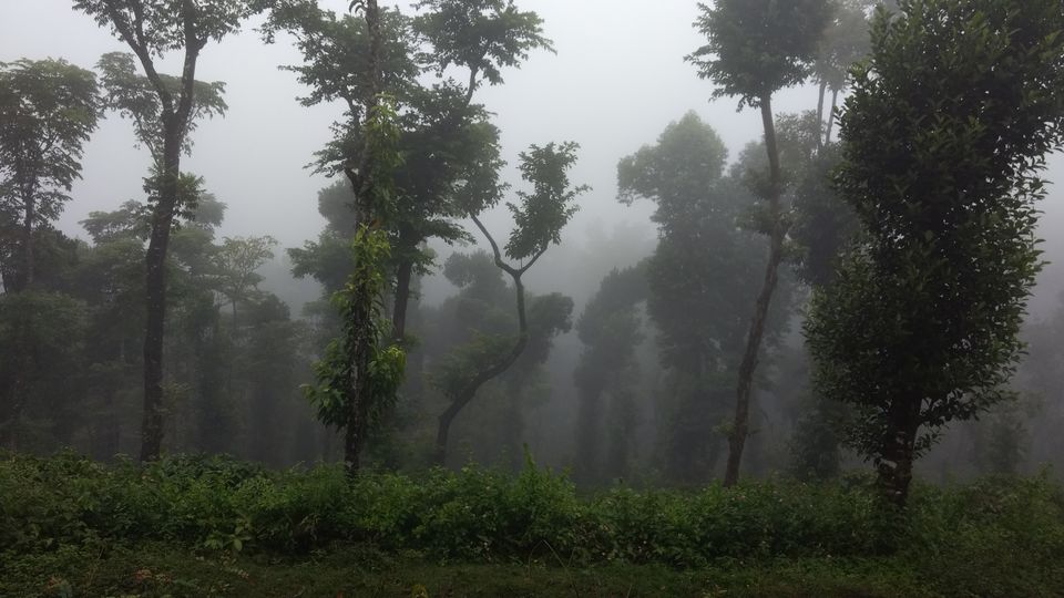 Photo of Text me Later, I am in Sakleshpur by Nidhi Jain