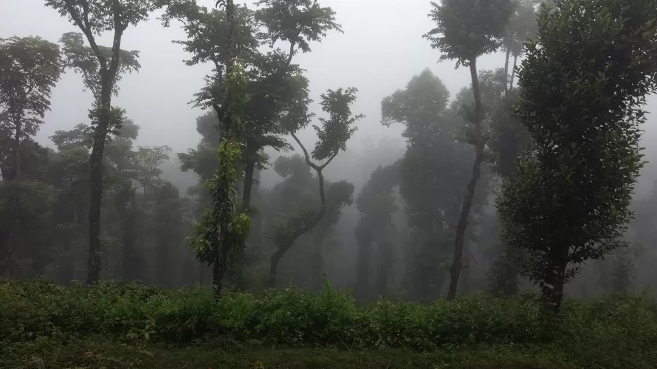 Photo of Text me Later, I am in Sakleshpur by Nidhi Jain