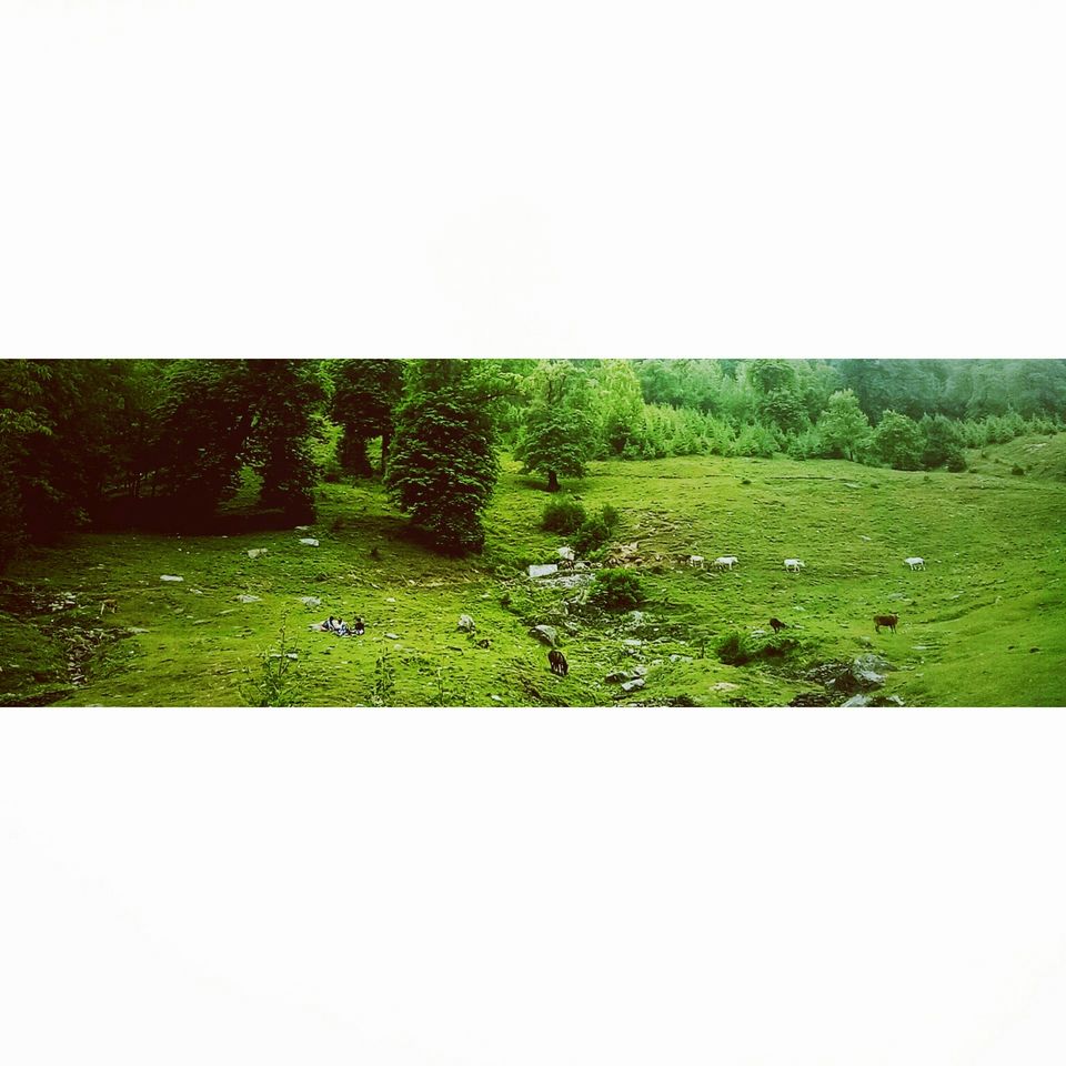 Photo of Manali, Himachal Pradesh, India by Kunwar Vishal Singh