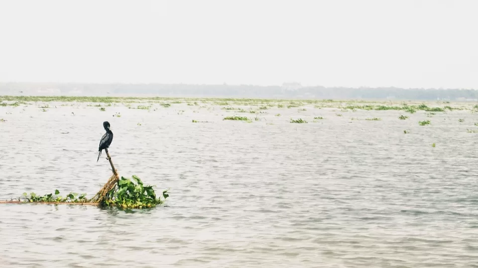 Photo of Vembanad Lake, Kerala by tanwistha gope