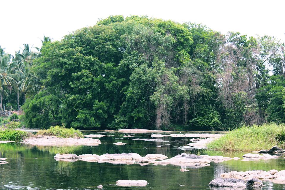 Photo of Mayura River View, Srirangapatna, SH17, Srirangapatna, Karnataka, India by tanwistha gope