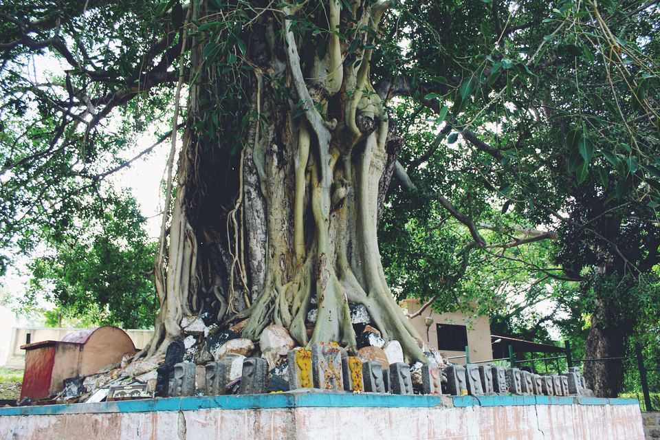 Photo of Perfect escape from the Bangalore crowd by tanwistha gope