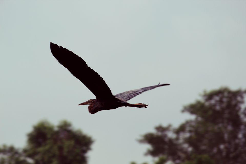 Photo of Mayura River View, Srirangapatna, SH17, Srirangapatna, Karnataka, India by tanwistha gope