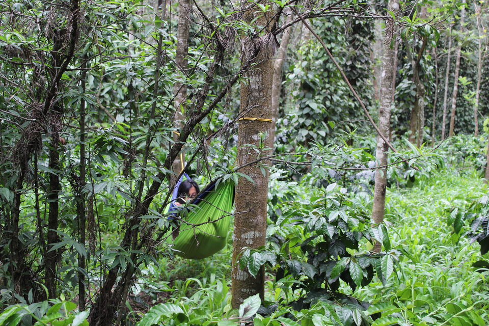 Photo of Zostel Chikmagalur, Chickmagaluru, Karnataka, India by tanwistha gope
