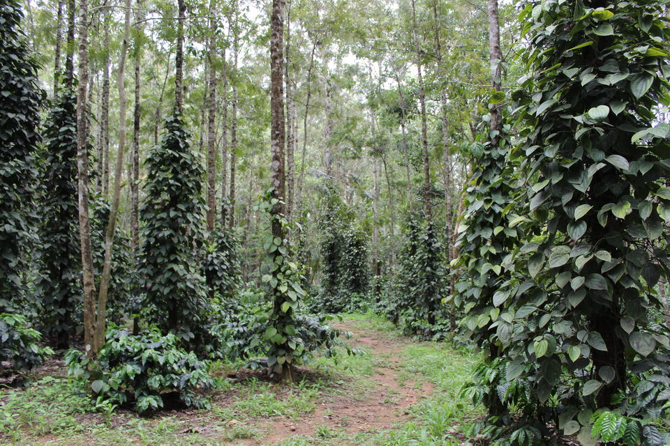 Photo of Zostel Chikmagalur, Chickmagaluru, Karnataka, India by tanwistha gope