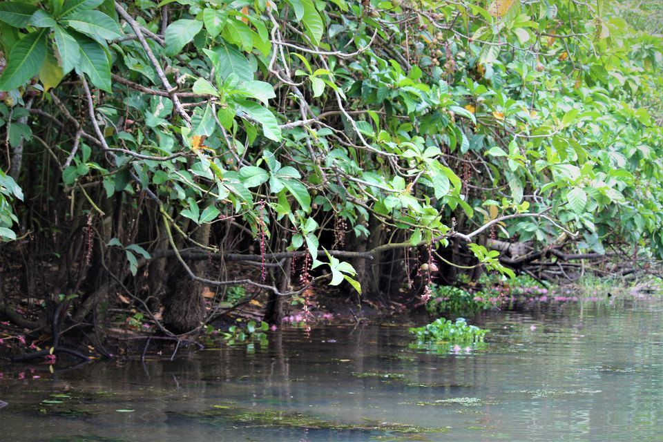 Photo of Poovar Backwater, Poovar - Uchakada Road, Poovar, Kerala, India by tanwistha gope