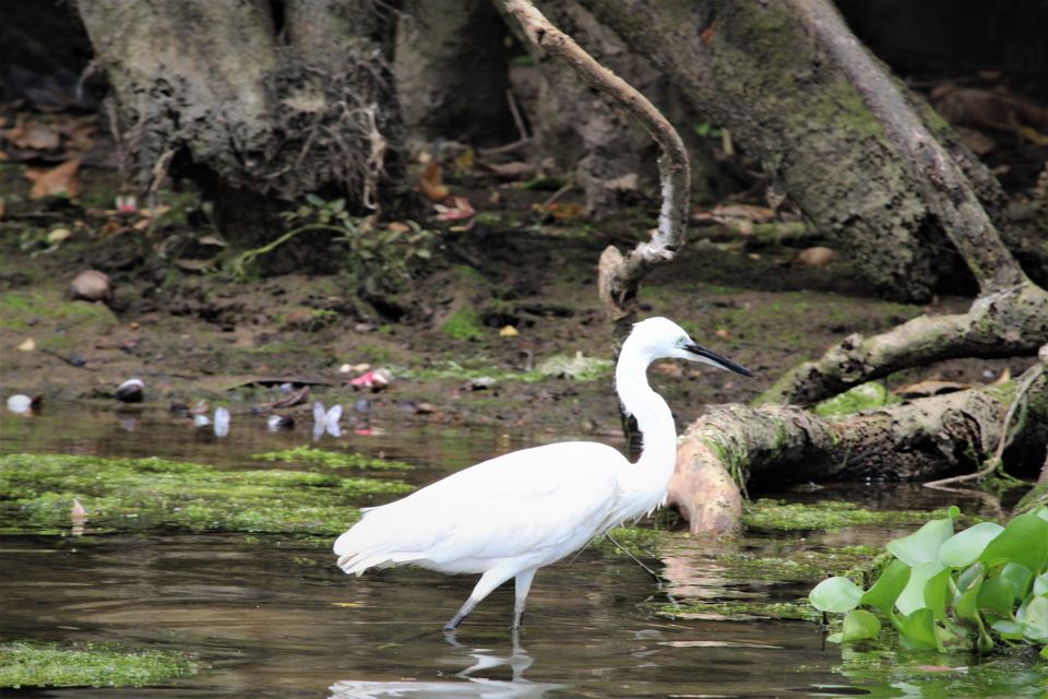 Photo of Poovar Backwater, Poovar - Uchakada Road, Poovar, Kerala, India by tanwistha gope