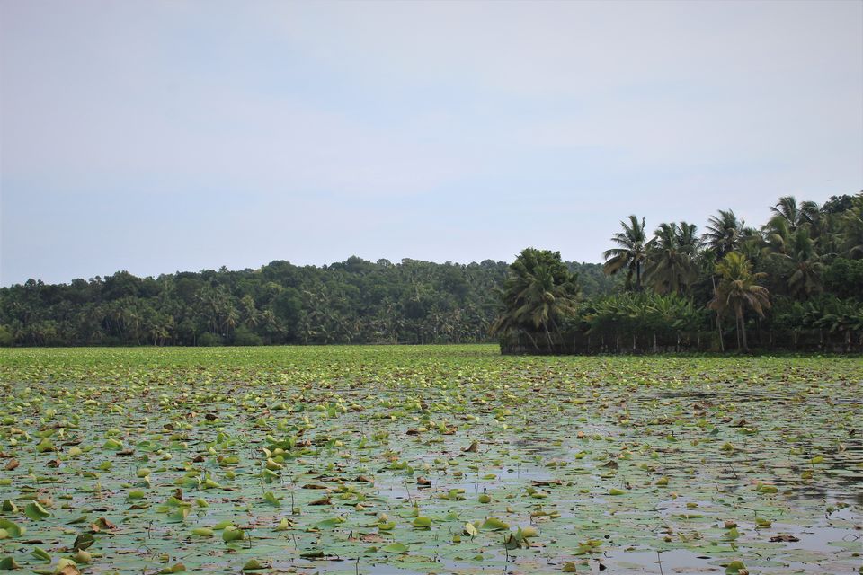 Photo of Vellayani Lake, Kerala by tanwistha gope