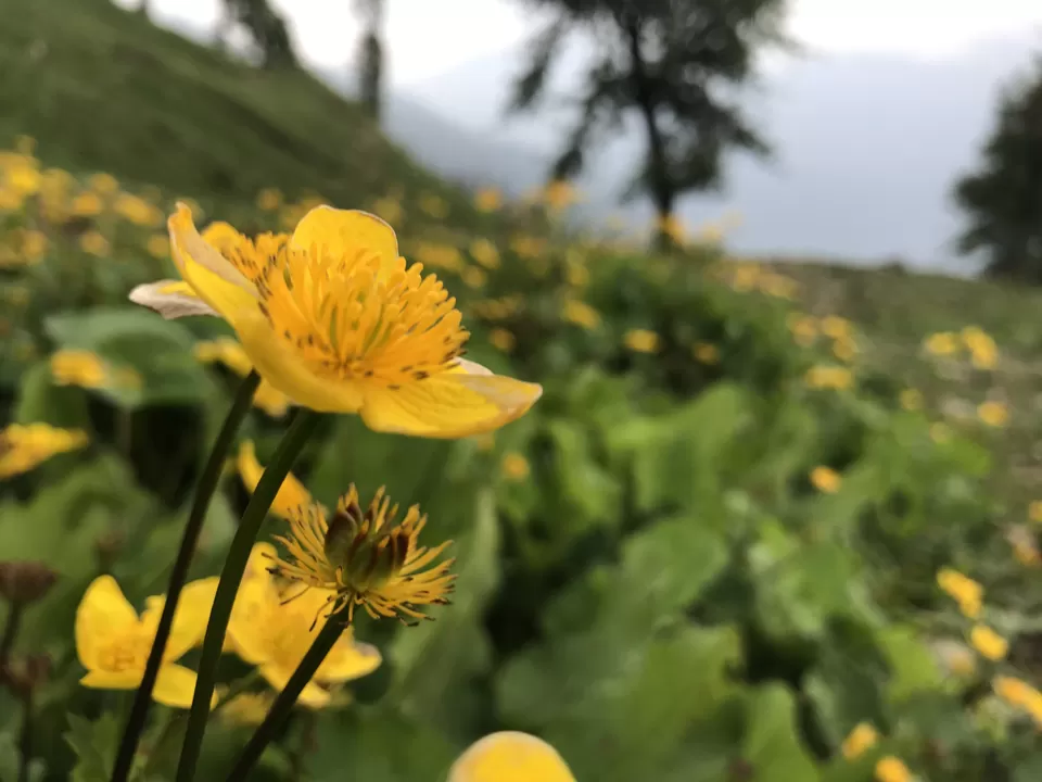 Photo of Subtracting humans, Adding mountains - How I trekked to Bhrigu Lake In 1 Day & Descended In Darkness by Shashank Sinha