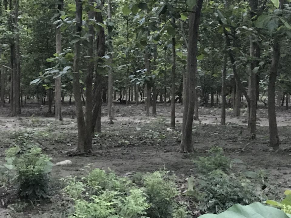 Photo of What to expect from Jim Corbett in off-season (July) by Shashank Sinha