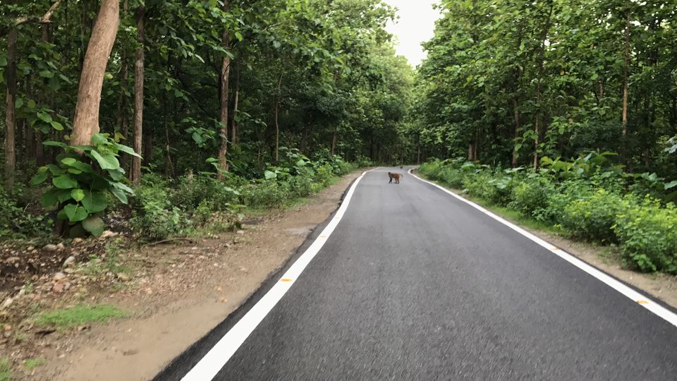 Photo of What to expect from Jim Corbett in off-season (July) by Shashank Sinha