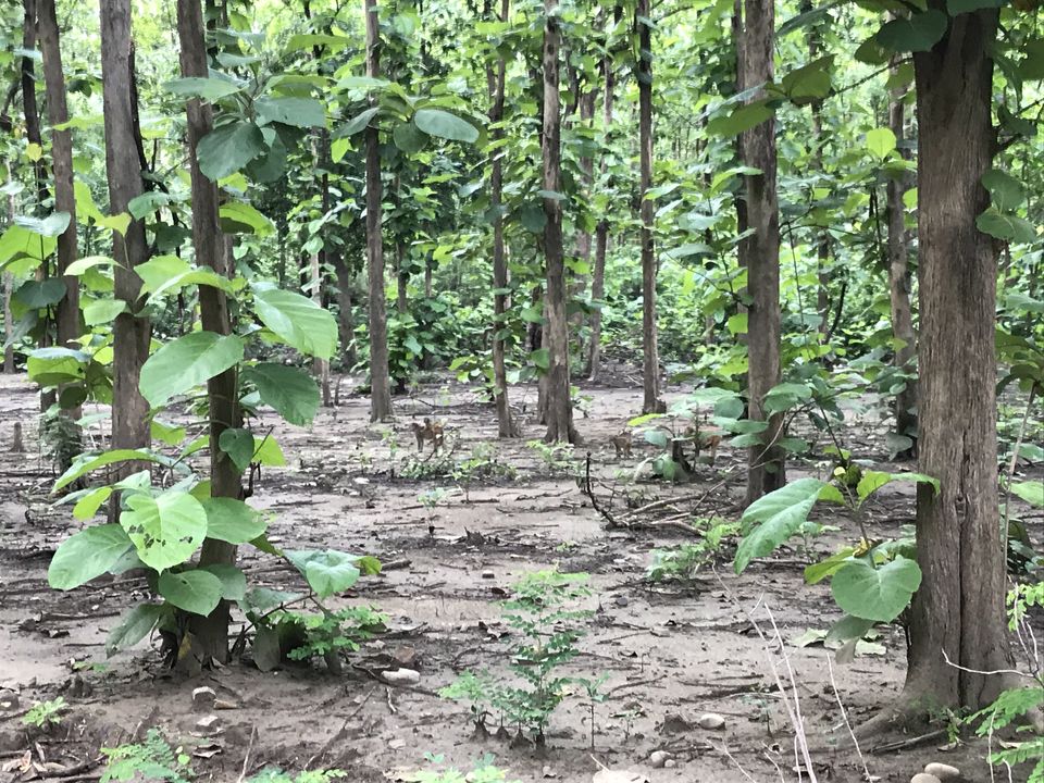 Photo of What to expect from Jim Corbett in off-season (July) by Shashank Sinha
