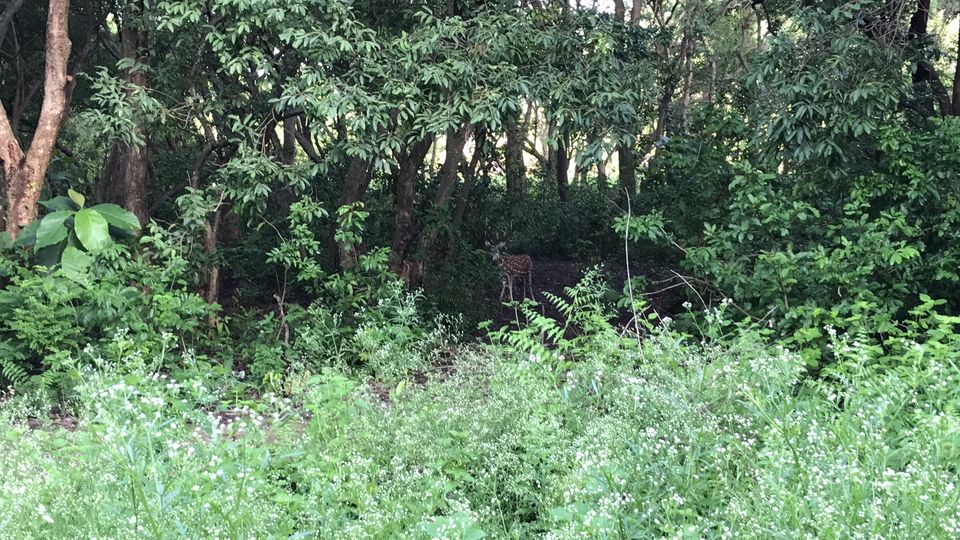 Photo of What to expect from Jim Corbett in off-season (July) by Shashank Sinha