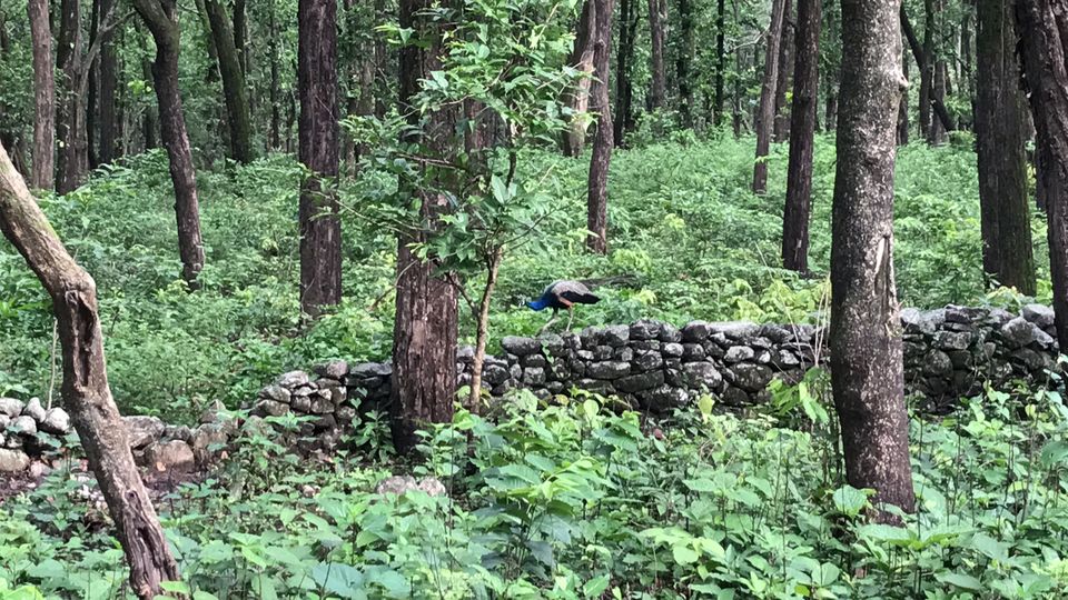 Photo of What to expect from Jim Corbett in off-season (July) by Shashank Sinha
