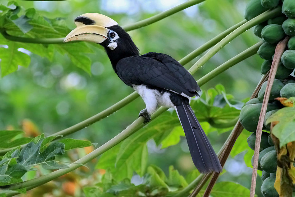 Photo of What to expect from Jim Corbett in off-season (July) by Shashank Sinha