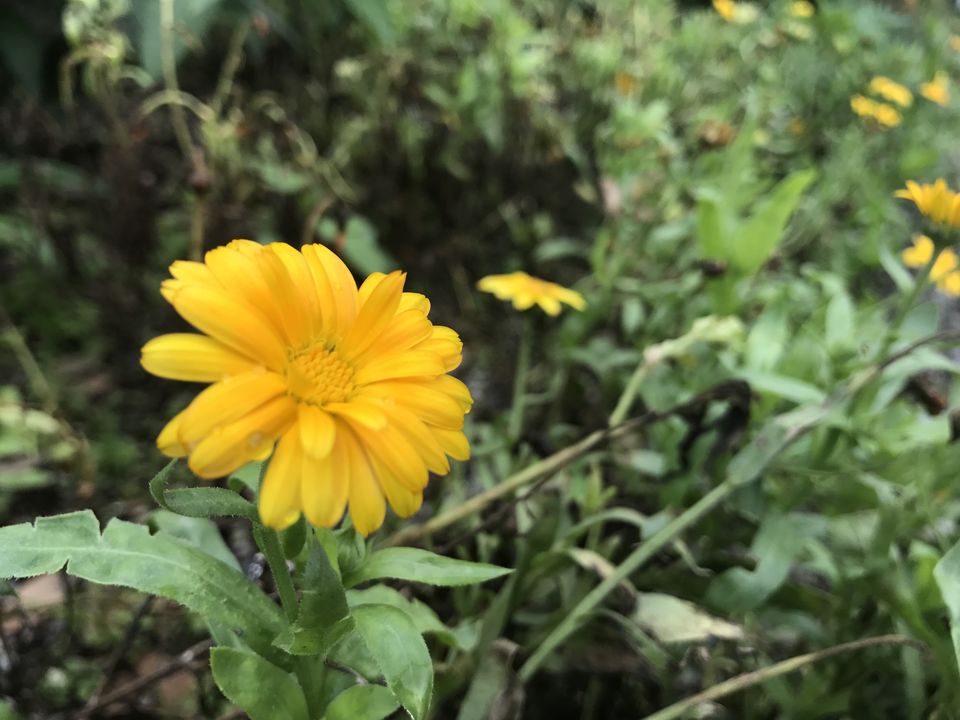 Photo of Experiencing Nainital in a day 29/38 by Shashank Sinha