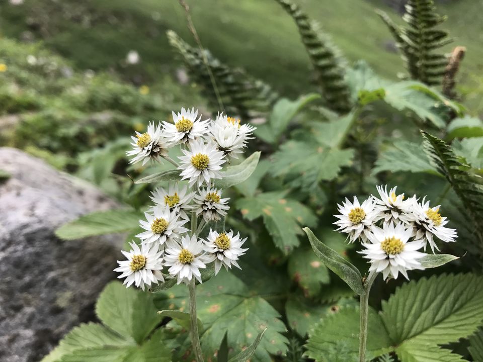 Photo of Hampta Pass - A complete guide to cover in 4 days. 53/84 by Shashank Sinha