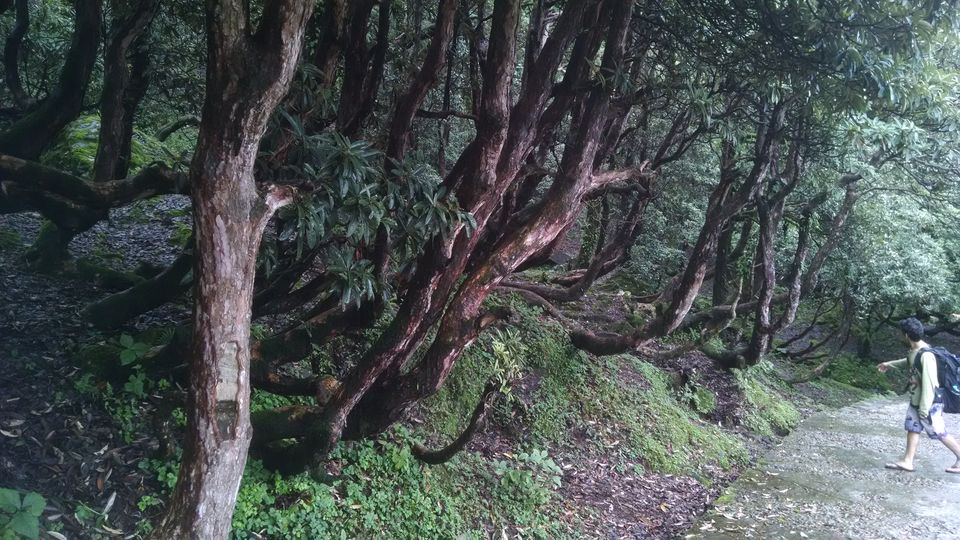Photo of Chopta Tungnath Chandrashila Trek on a shoestring budget in Monsoons. 14/42 by Shashank Sinha