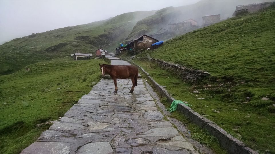 Photo of Chopta Tungnath Chandrashila Trek on a shoestring budget in Monsoons. 22/42 by Shashank Sinha