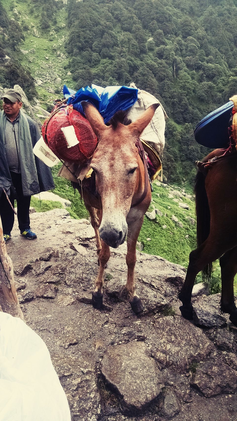 Photo of Triund - McleodGanj - First Chapter of the Trekking Book by Shashank Sinha