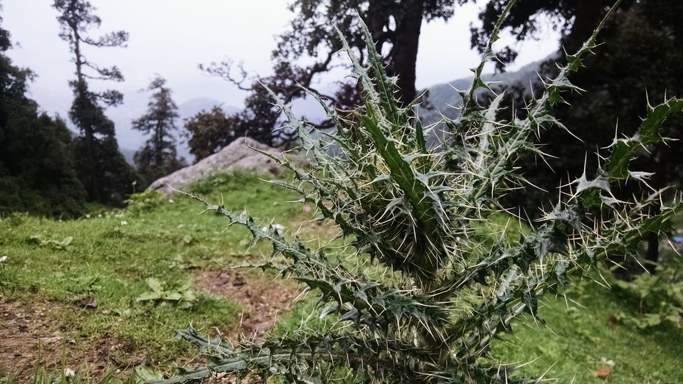 Photo of Triund - McleodGanj - First Chapter of the Trekking Book by Shashank Sinha
