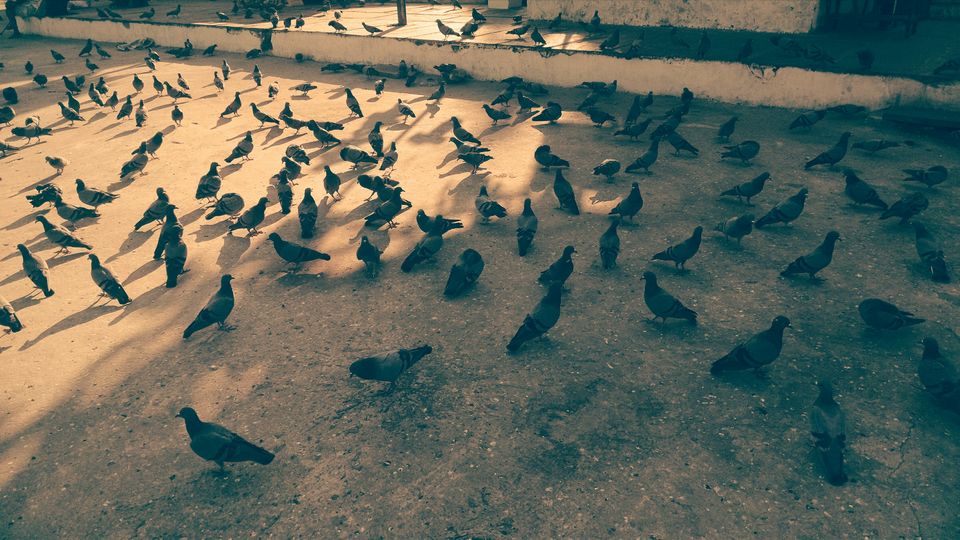 Photo of Rajasthan Diaries - A 7 day trip - Holy Call in Ajmer and Pushkar - Part 3 by Shashank Sinha