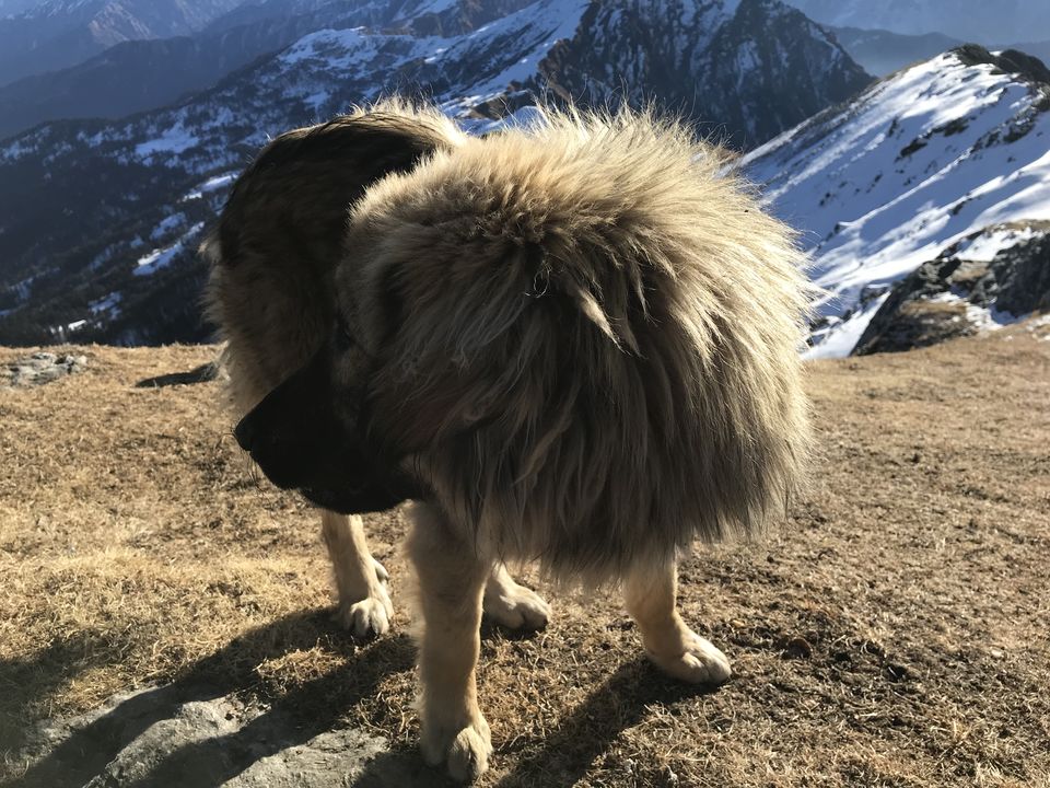 Photo of KedarKantha - Here's why it should be your first winter trek by Shashank Sinha