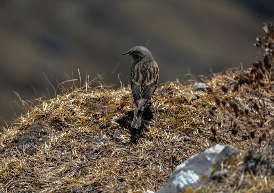 Photo of Chandrashila - My pilgrimage for the second time. by Shashank Sinha