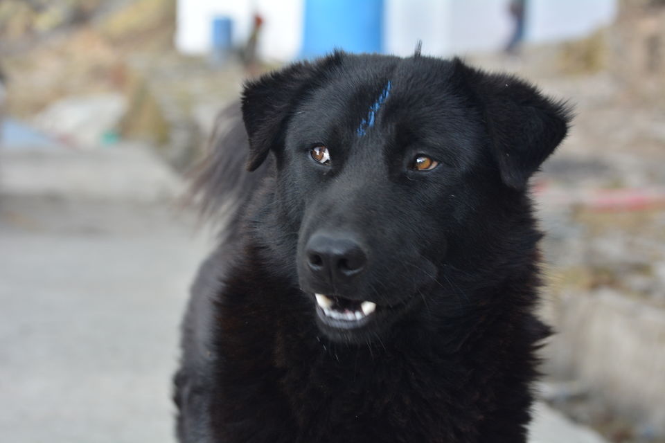 Photo of Chandrashila - My pilgrimage for the second time. by Shashank Sinha