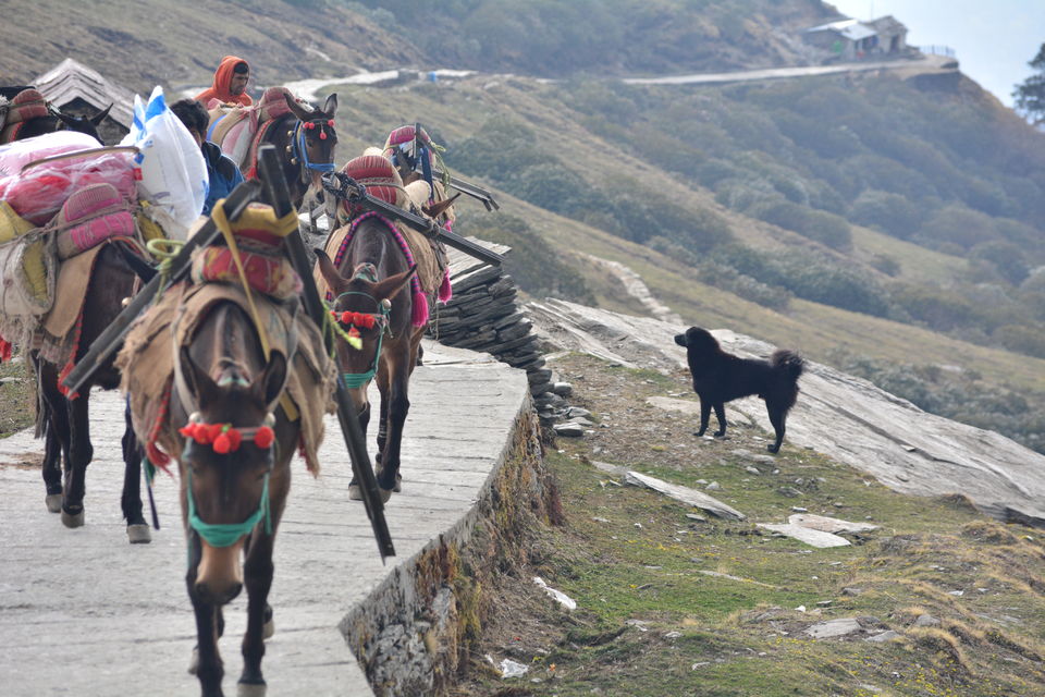 Photo of Chandrashila - My pilgrimage for the second time. by Shashank Sinha