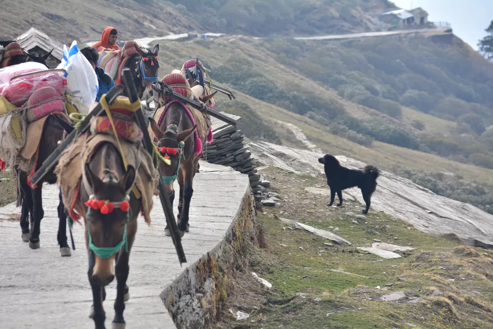 Photo of Chandrashila - My pilgrimage for the second time. by Shashank Sinha