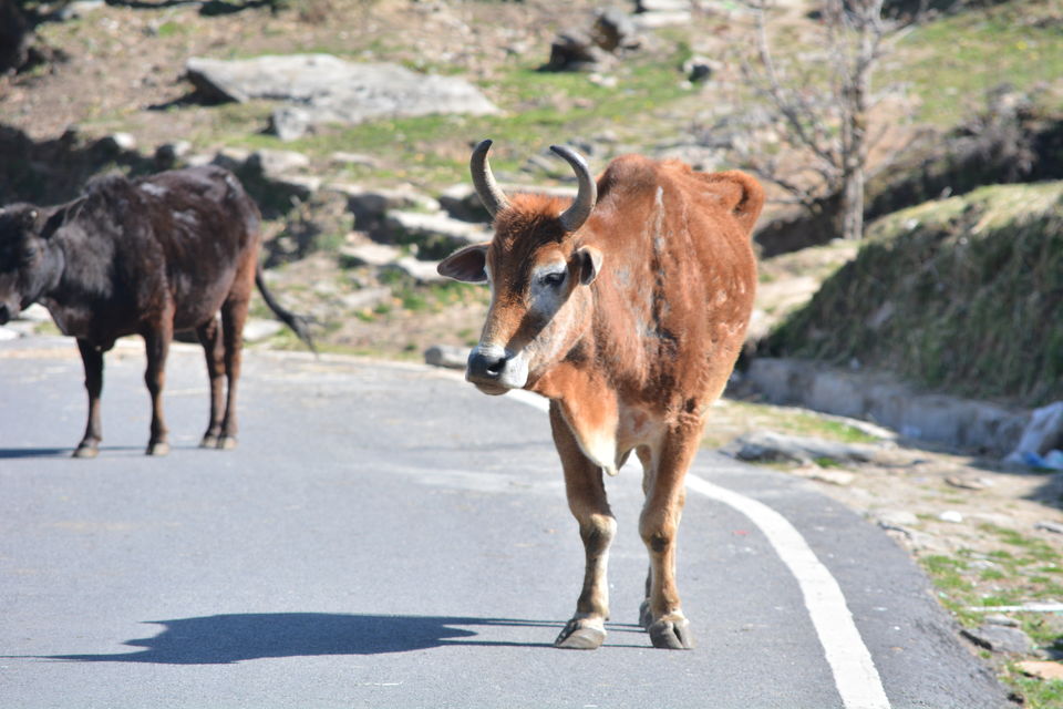 Photo of Chandrashila - My pilgrimage for the second time. by Shashank Sinha