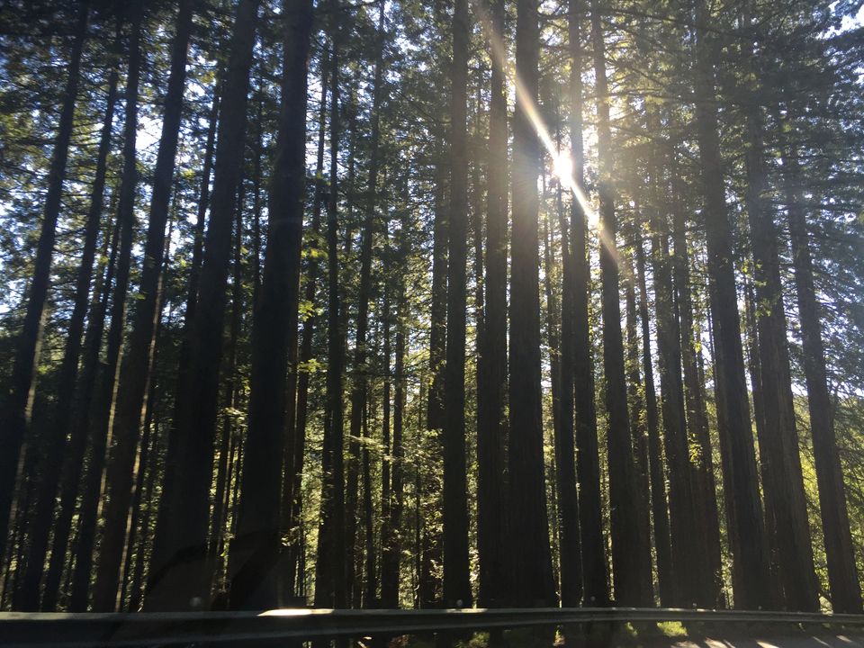 Photo of Driving through the scenic CA1 10/12 by Aswathy