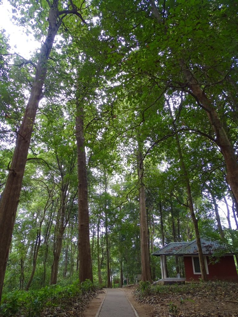Photo of To the oldest teak plantation.. 3/4 by Aswathy